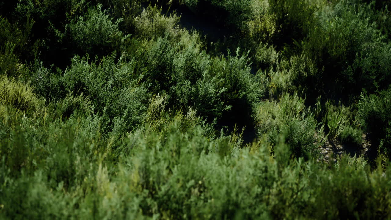 Vibrant green shrubbery fills the landscape under bright sunlight in nature