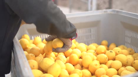 Picking-lemons-from-citrus-trees-and-farm-workers-throwing-them-from-carry-cot-into-boxes,-selecting-the-best-ones-by-hands