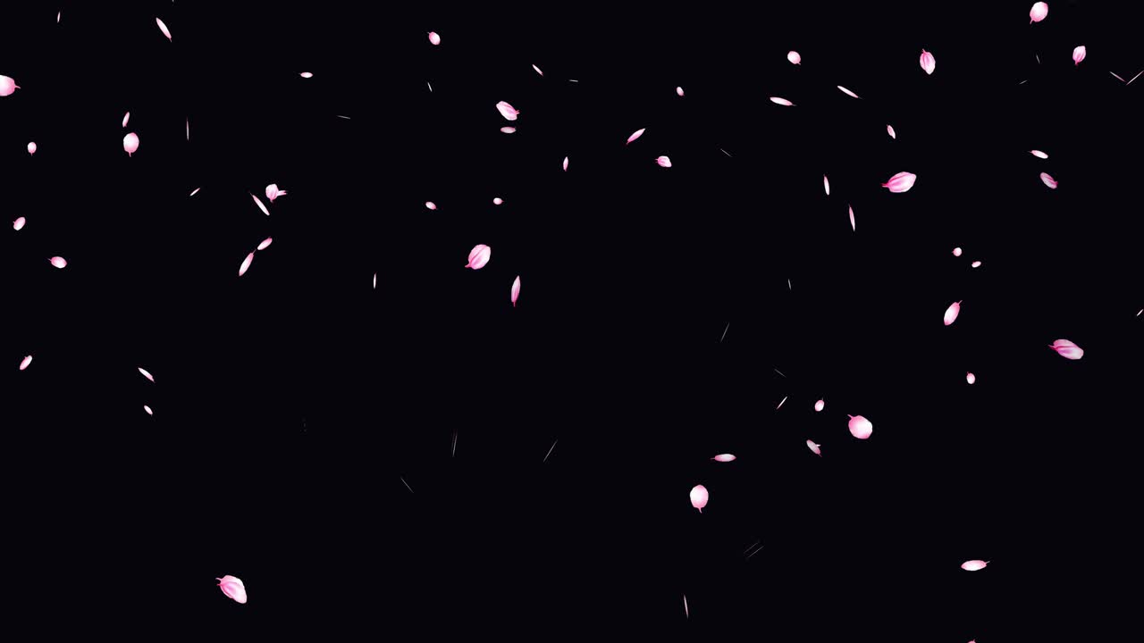 핑크색 꽃 꽃잎을 날아다니는 애니메이션: 검은색에 떨어지는 일본 봄 사쿠라와 함께 이없는 루프 패턴: 결혼식, 발렌타인 데이, 어머니의 날을위한 아름다운 디자인 4k 모션 그래픽
