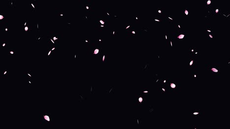 animation flying pink cherry blossom petals. seamless loop pattern with falling japanese spring sakura on black. beautiful design for wedding, valentines day, mother's day. 4k motion graphic