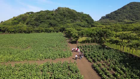 San-Andrés-Black-Tobacco-field