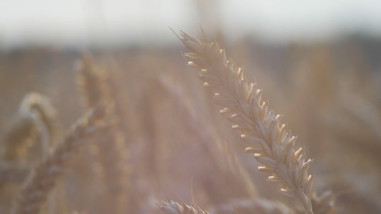 Vista di bellissime spighe di grano dorato maturo nel campo di cereali al tramonto, concetto di raccolto abbondante, primo piano
