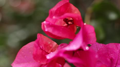 primer plano, pan alrededor de flores de buganvillas con gotas de agua sobre ellas