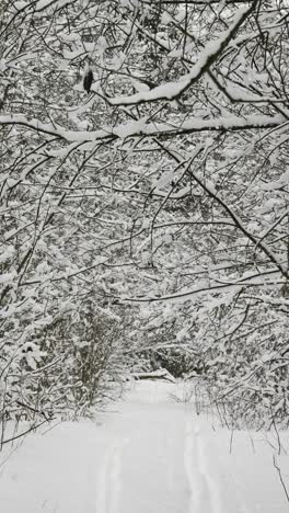 Bosque-Cubierto-De-Nieve