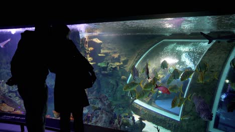 silhouette of a couple visiting an aquarium and pointing fishes