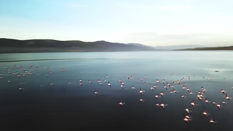 flock of flamingos fly and land on a lagoon estuary