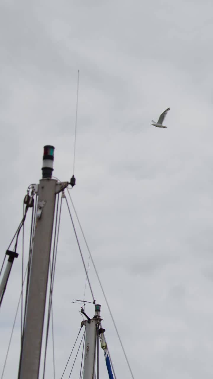 Gabbiani planano vicino all'albero di una barca a vela sotto un cielo coperto, ripresa stabile, luce naturale del giorno, porto di Dundee.