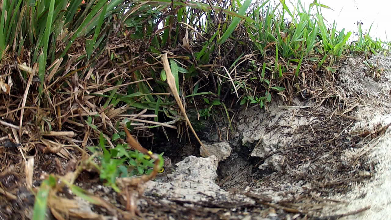굴을 파는 부엉이가 그의 굴에서 나온다