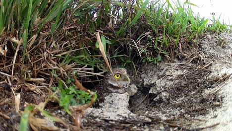un búho de madriguera emerge de su madriguera