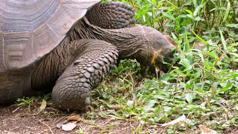 Cerca-De-Una-Tortuga-Gigante-Endémica-De-Galápagos-Comiendo-En-El-Rancho-El-Manzanillo-área-De-Tortugas-Gigantes-En-La-Isla-Santa-Cruz