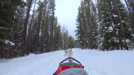 dog sled traveling through snowy winter trees in canada