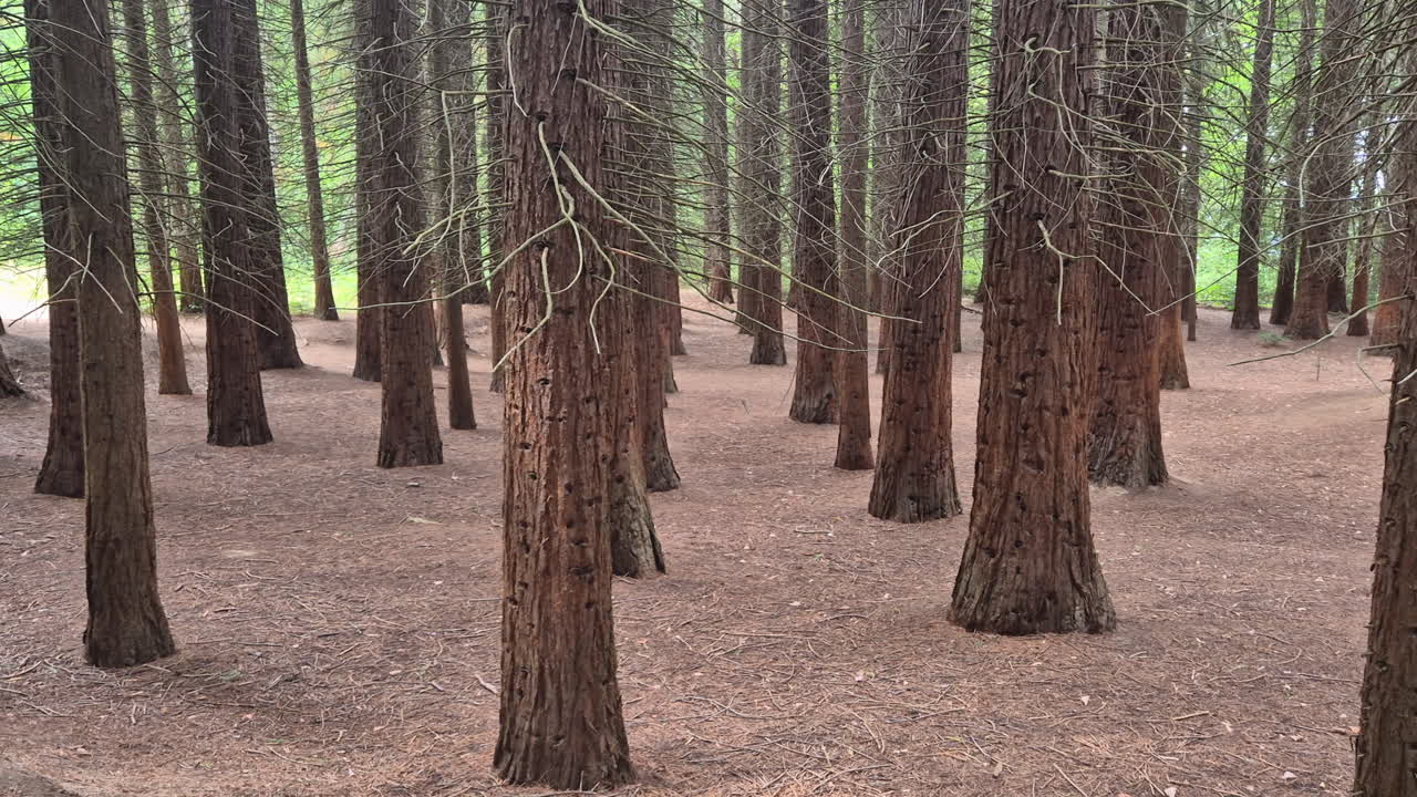 Forest of Sequoias trees, pan right