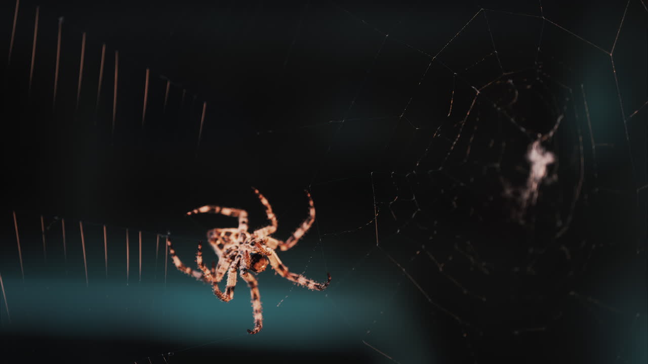 Close up of a spider sitting in its web, showing intricate details of its body and fine silk threads