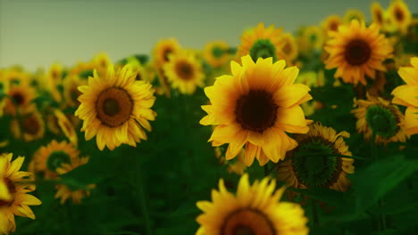 muchos girasoles grandes de color amarillo brillante en los campos de plantación en la puesta de sol de la tarde