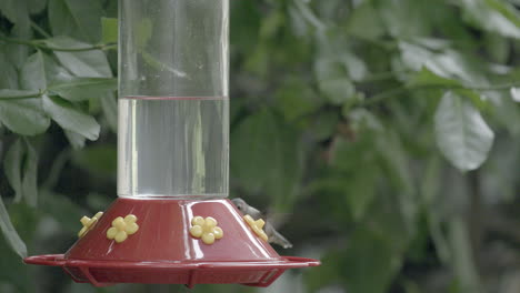 Slow-motion-of-a-hummingbird-hovering-and-feeding-at-a-bird-feeder-in-a-garden-on-a-summer-day