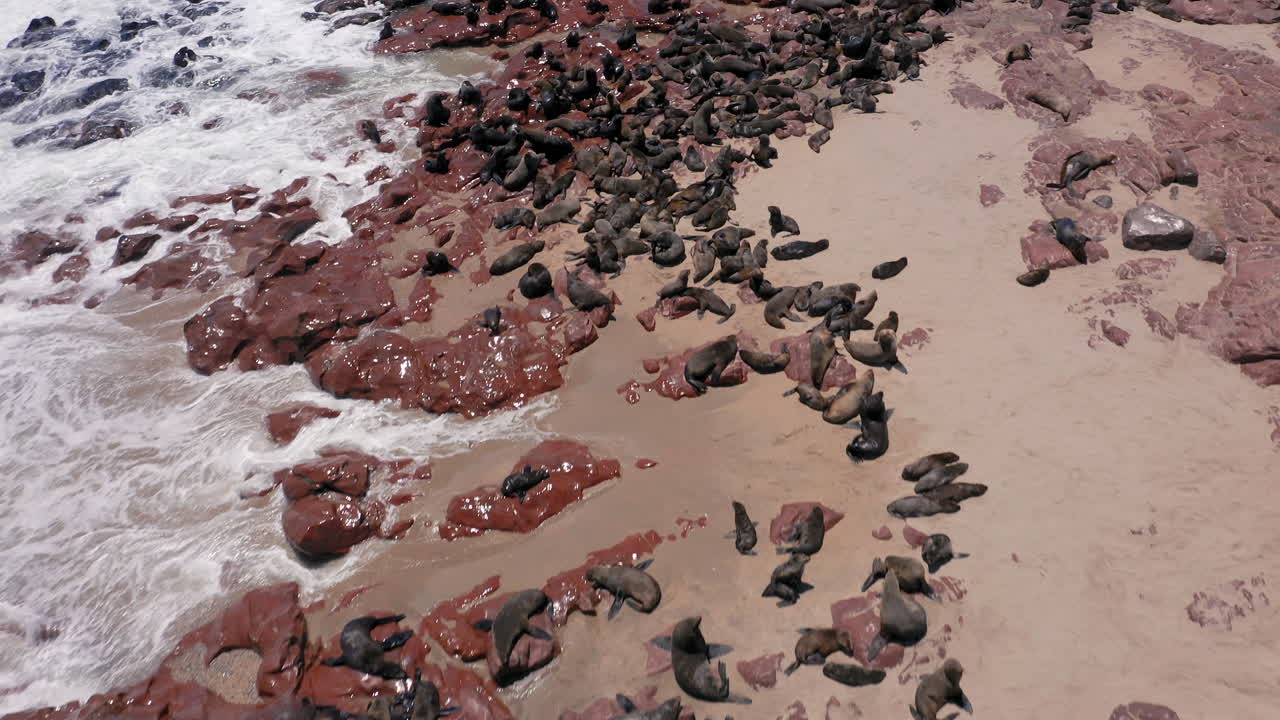 Massive Cape fur seal colony basking on rocky bay in Cape Cross Seal Reserve, Skeleton Coast, Namibia, Drone shot