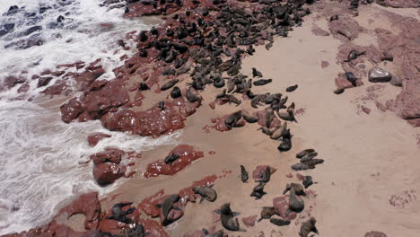 massive cape fur seal colony basking on rocky bay in cape cross seal reserve, skeleton coast, namibia, drone shot