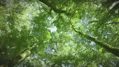 bottom up view of lush green foliage of trees with morning sun. spring and summer background.