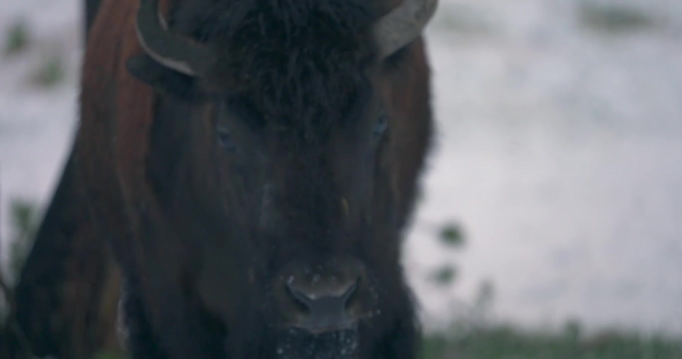 A large impressive bison can be seen walking directly towards the camera against a snow backdrop.