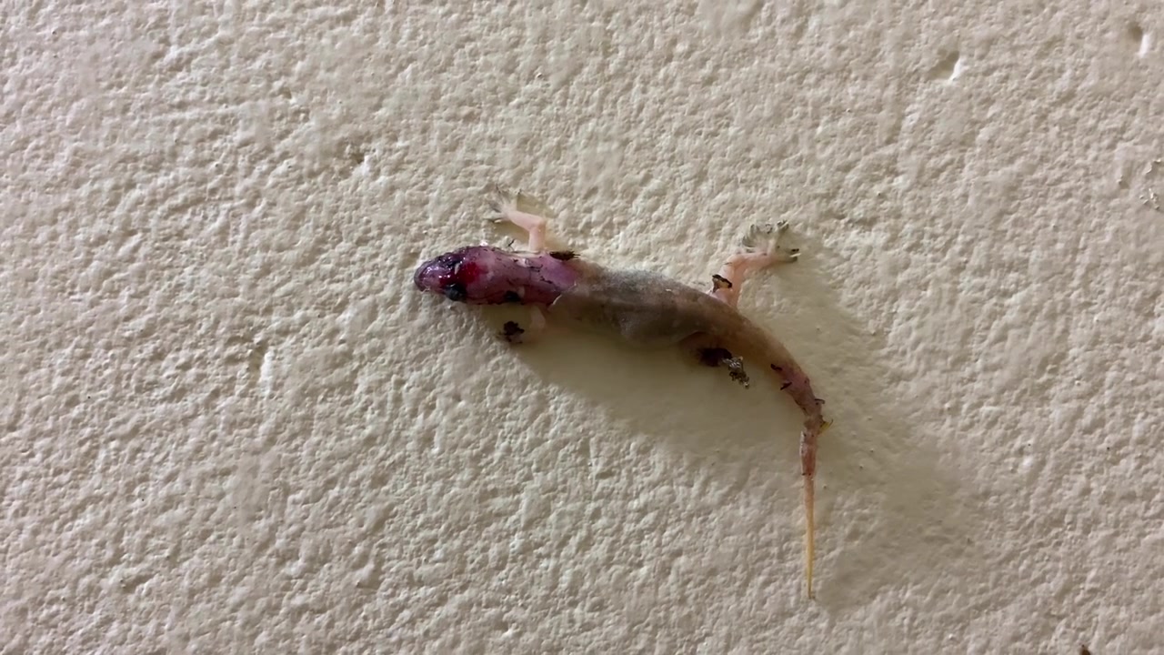 Close-up of injured house gecko resting on a rough painted wall, wildlife view.