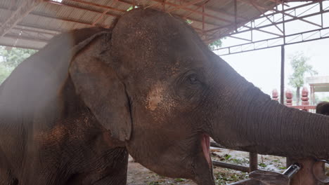 Baby-Asian-Elephant-Eating-with-Trunk-in-Slow-Motion-in-Thailand