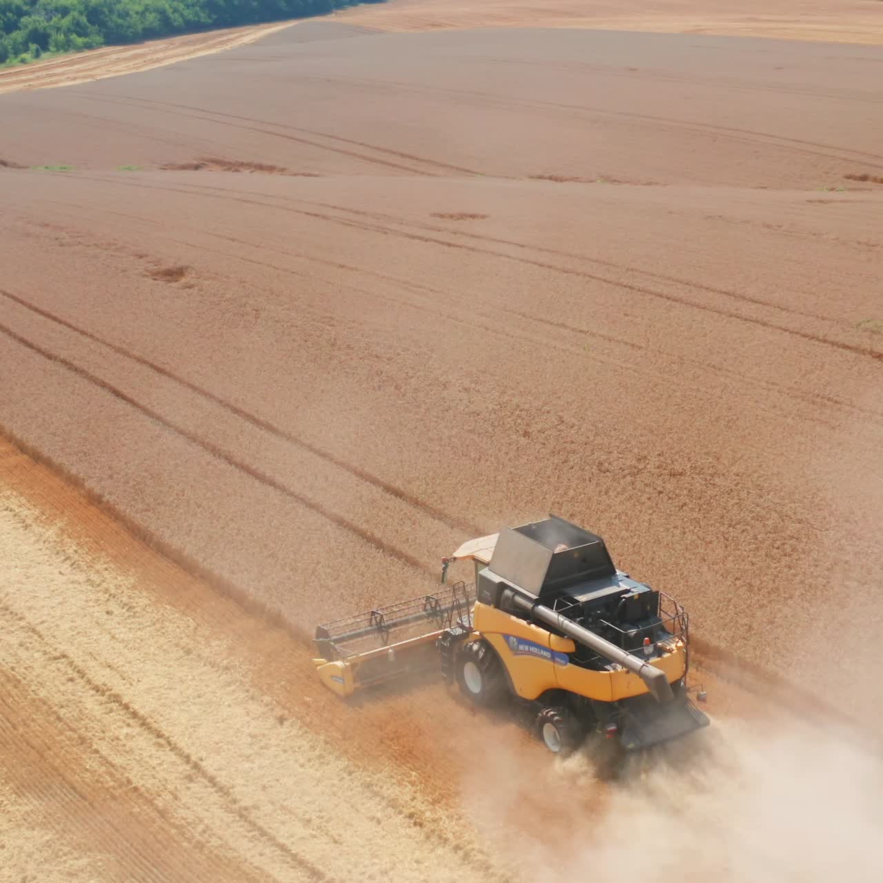 Agricultural combine farming in the field. Golden ripe wheat harvesting aerial view