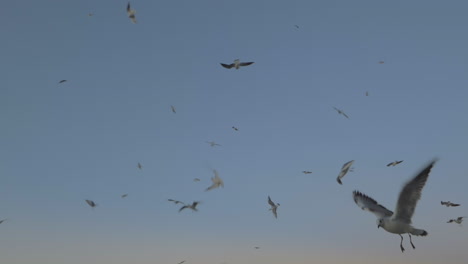 las gaviotas volando contra el cielo nocturno