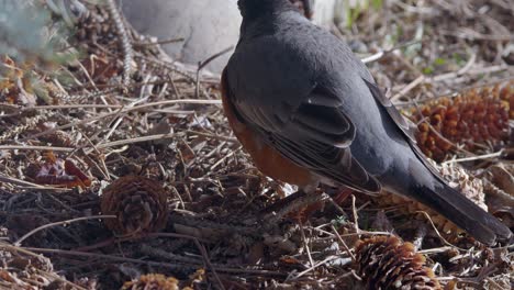 Bird:-Close-up-view-of-Robin-looks-for-food-on-boreal-forest-floor