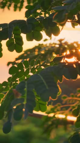 puesta de sol a través de las hojas