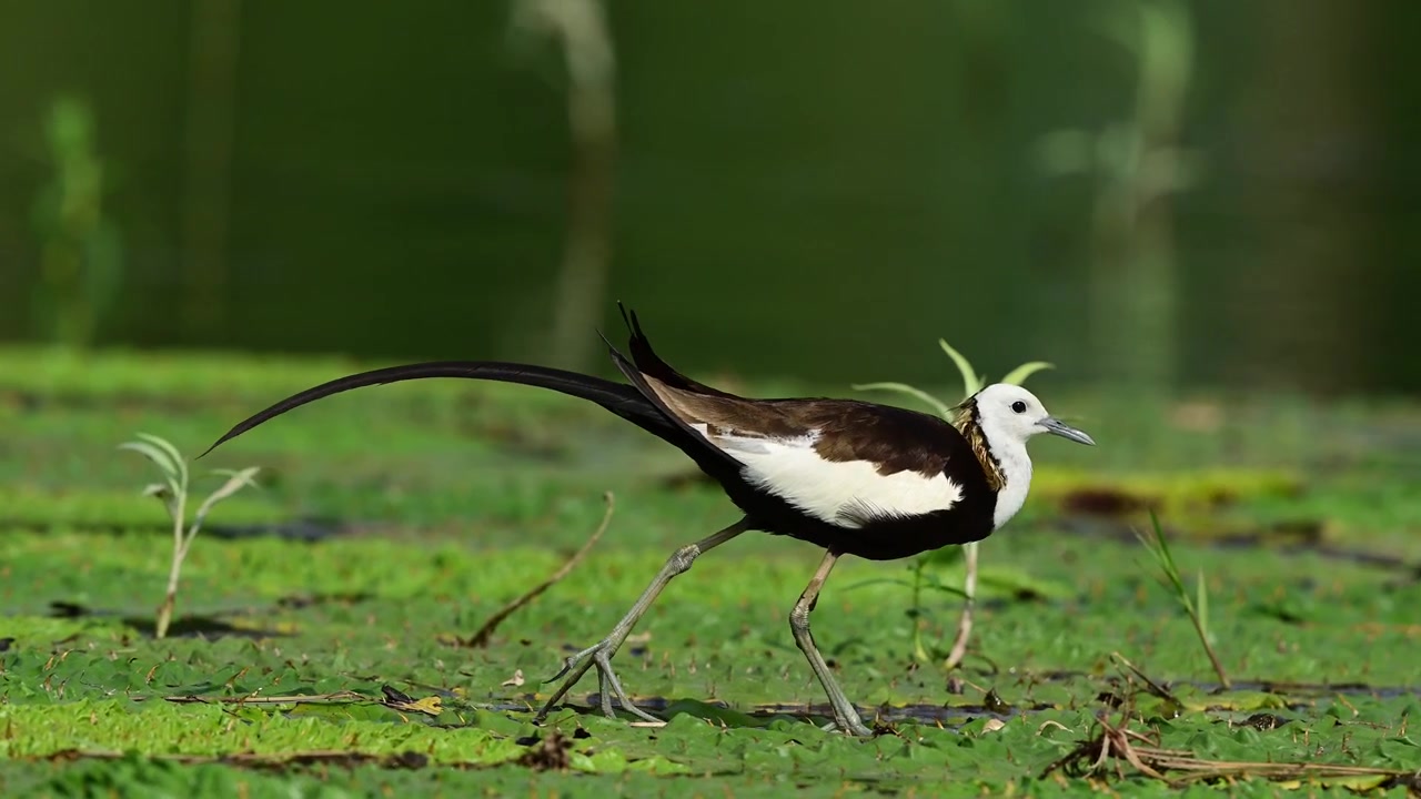 Catturata in un momento di intensa concentrazione, questa Jacana dalla coda di fagiano selvatica è in allerta su piante acquatiche galleggianti, perfettamente pronta a spiccare il volo