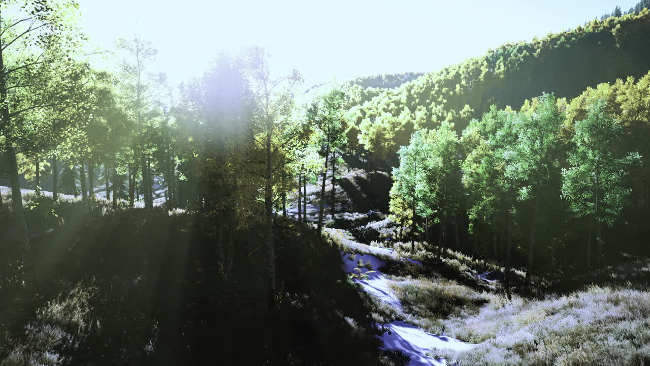 Lush green forest bathed in sunlight during a quiet afternoon stroll