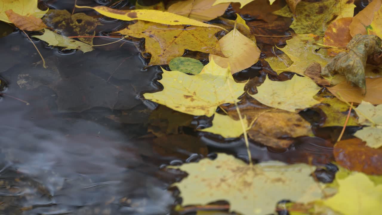 красочные опавшие листья плывут на поверхности мелкого ручья