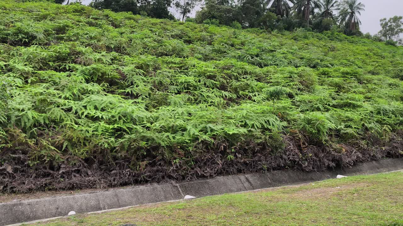 Le felci lussureggianti offrono una protezione naturale contro l'erosione del suolo. Questo metodo economico utilizza un fogliame denso e a crescita rapida per stabilizzare i pendii. Le loro radici compatte offrono una protezione sostenibile