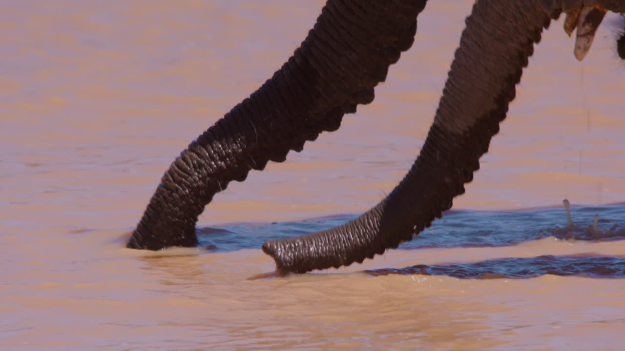 Trombas de elefantes-da-savana-africana bebendo em um charco