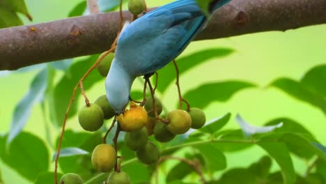 blue-gray tanager feeding on berries among lush green foliage, vibrant close-up