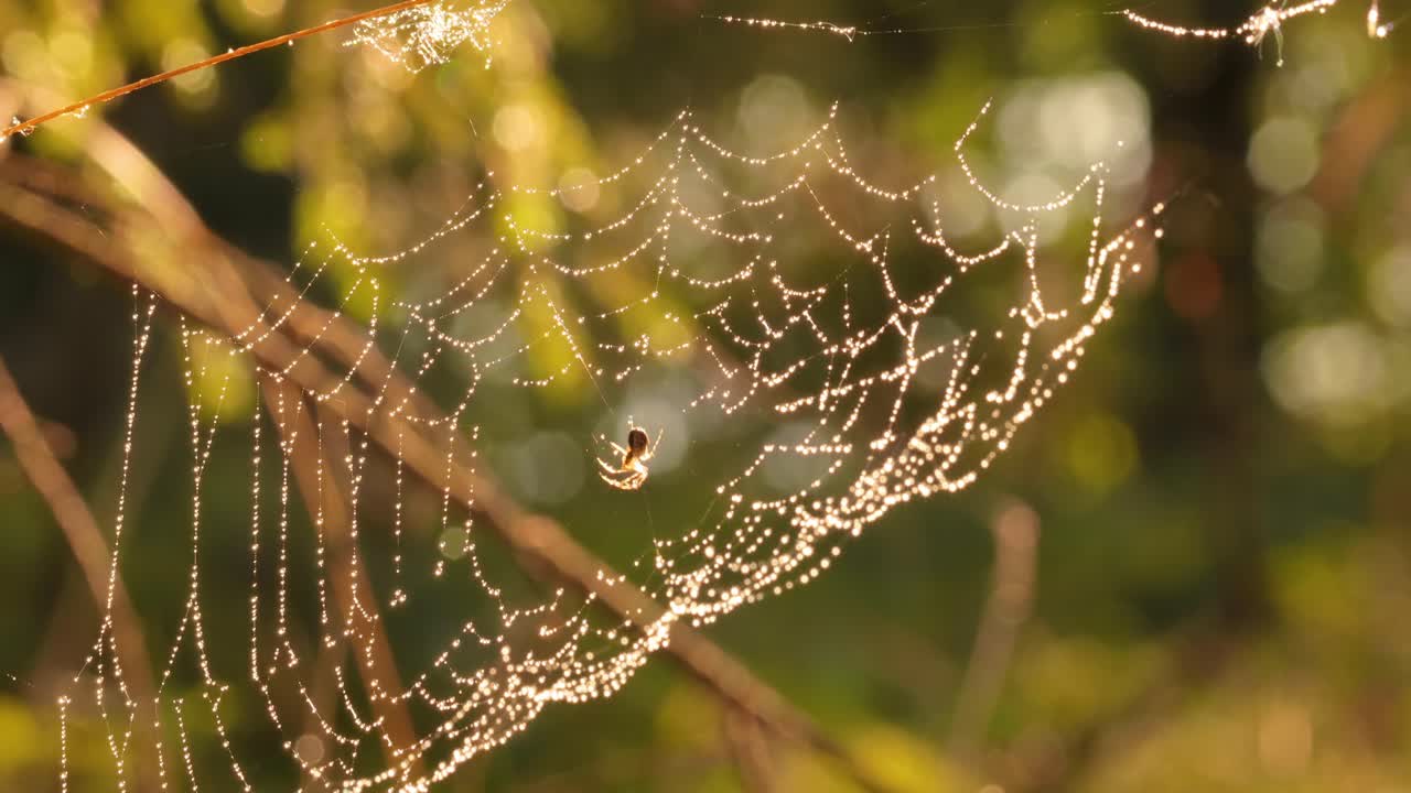Raindrops on the spider web. Cobwebs in small drops of rain.