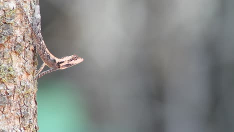 Forest-Calotes-Lizard-wide-shot-on-a-Tree-Trunk-of-a-Deciduous-tree-during-summer-resting-and-looking-around-for-potential-meal-and-mate-as-it-basks-in-the-sun-to-turn-into-red-and-black-i