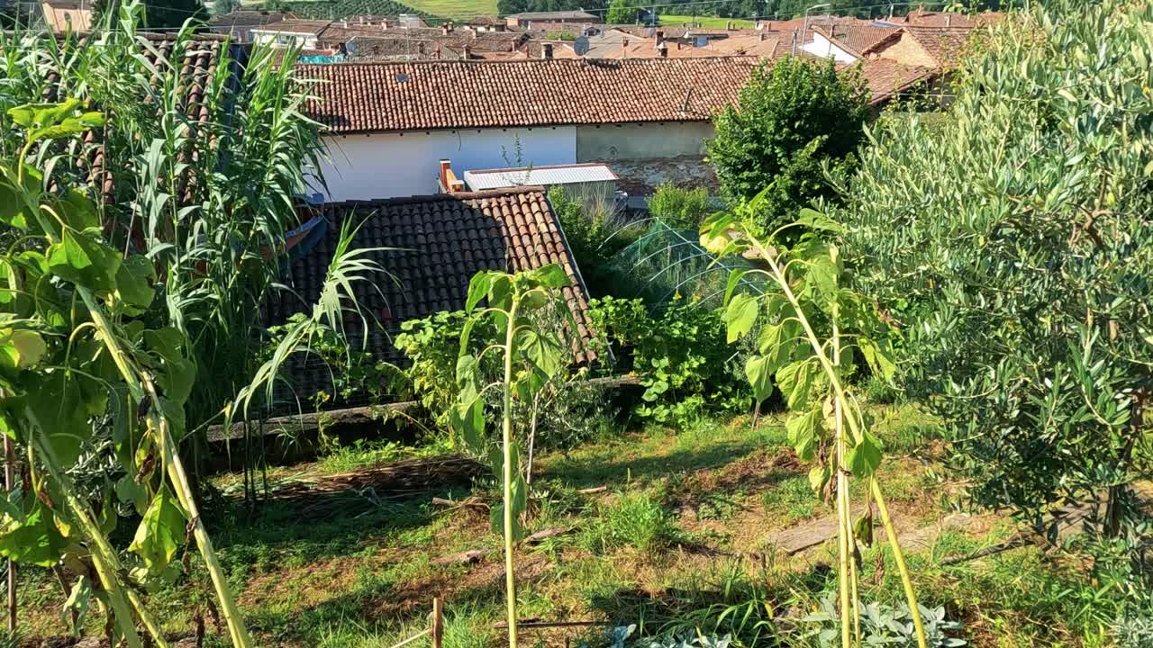 멀리 있는 언덕과 지붕이 있는 울창한 포도원 풍경