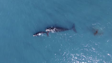 whales migrating to feeding grounds after giving birth in peninsula valdes, patagonia - aerial birdseye top view