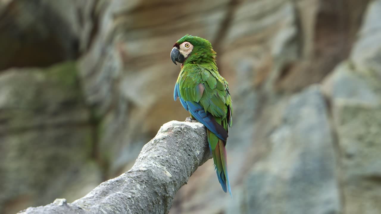 pequeño guacamayo con frente de castaño, guacamayo severo posado en una rama de árbol cortada con plumas peludas, gira lentamente la cabeza y mira hacia otro lado, tiro de cerca