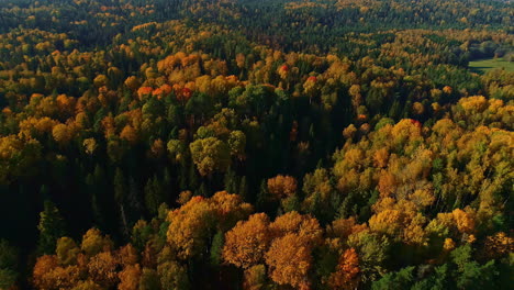 Vuelo-Aéreo-Hacia-Atrás-Sobre-Hojas-Coloridas-De-Bosques-A-La-Luz-Del-Sol---Día-De-Temporada-Otoñal-En-La-Naturaleza