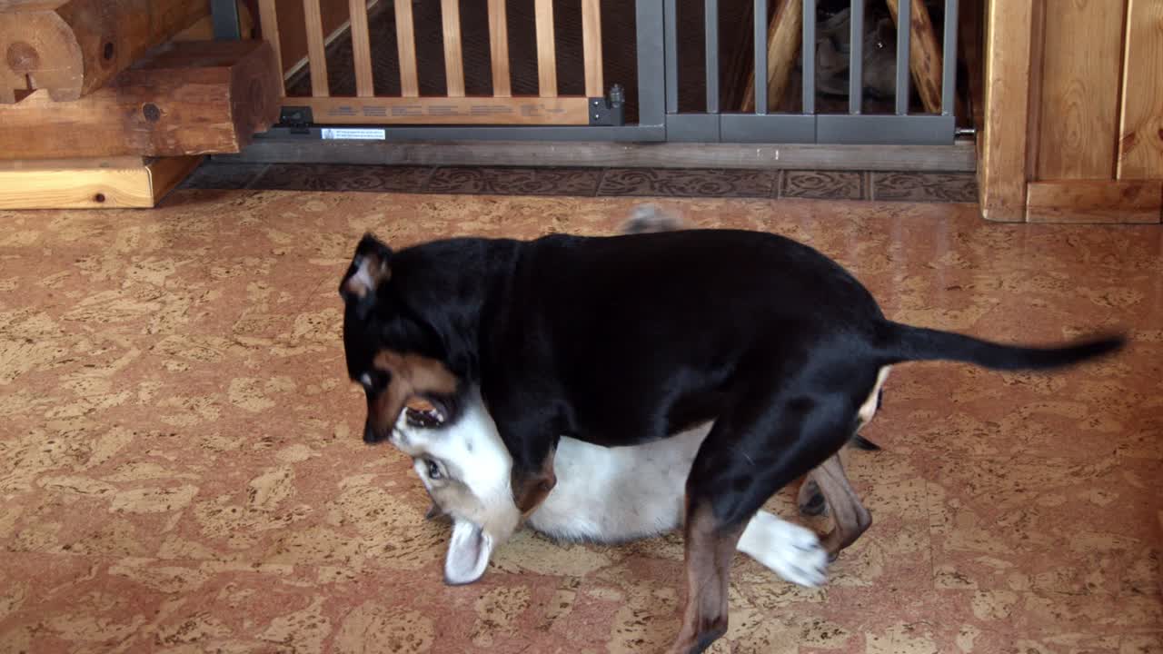 작은 검은 개에게 쓰러지는 아기 회색 늑대