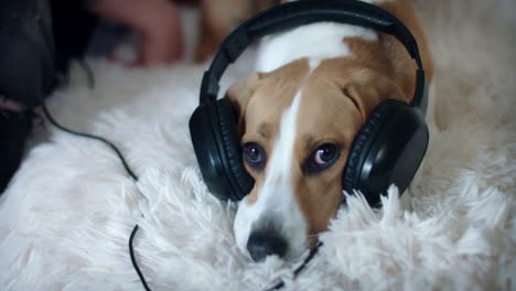 4k pet beagle dog posing on couch with headphones