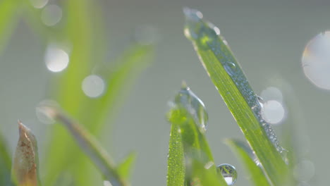 sunlight filters through droplets on grass, each droplet acting as a prism reflecting the quiet energy of a new day, emphasizing the intricate patterns of nature