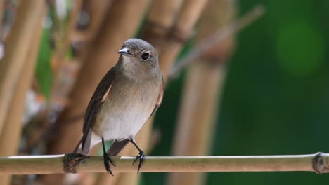 Taiga-Fliegenschnäpper,-Ficedula-Albicilla