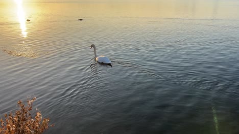 cinematic shot of a single white swan swimming on riverbank during beautiful golden sunset