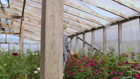 a man walks in a greenhouse examines roses in gloves.