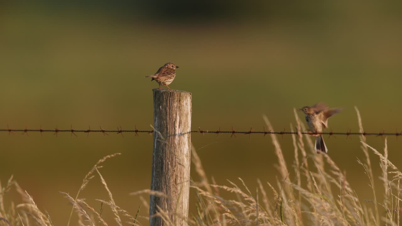 Sparrow on a Fence Post