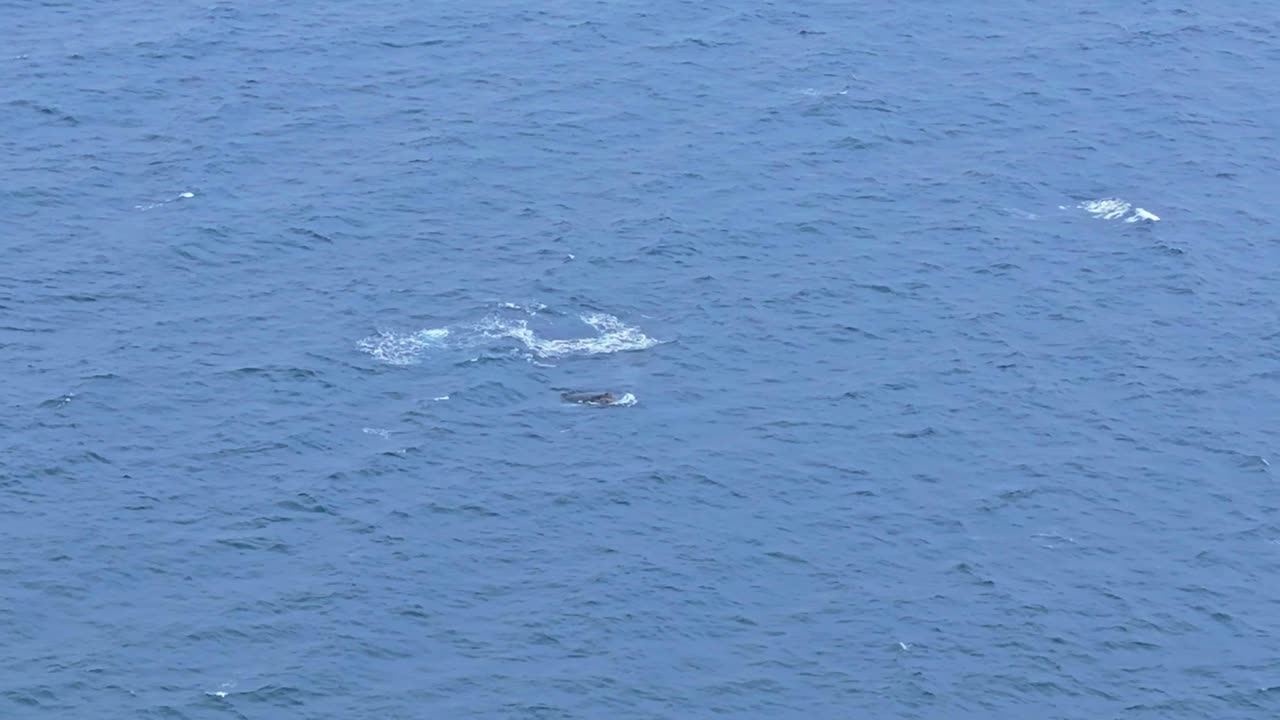 Humpback whale breaches off Santa Marianita, Ecuador in Pacific Ocean