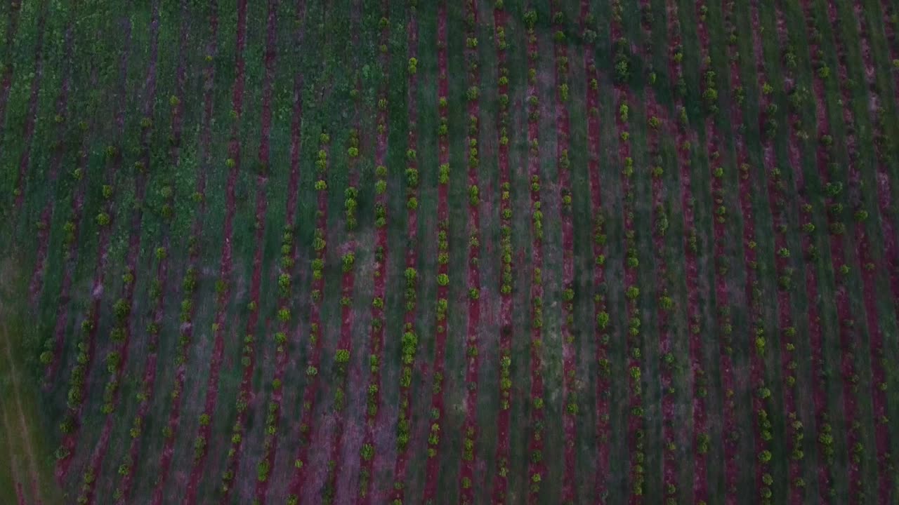 Aerial Top Down Footage Of The Yerba Mate Plantation, Ap&oacute;stoles, Argentina